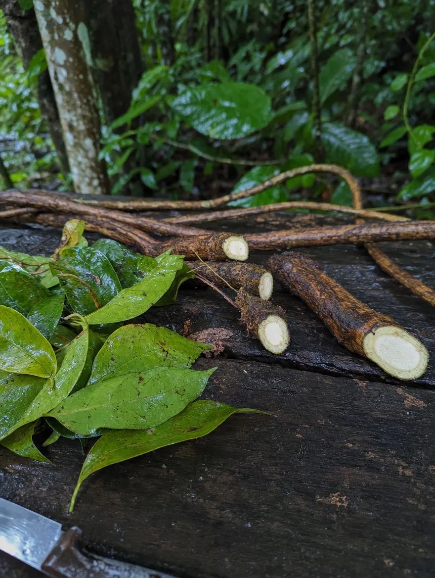 ayahuasca-vine-cuttings-rainforest-context