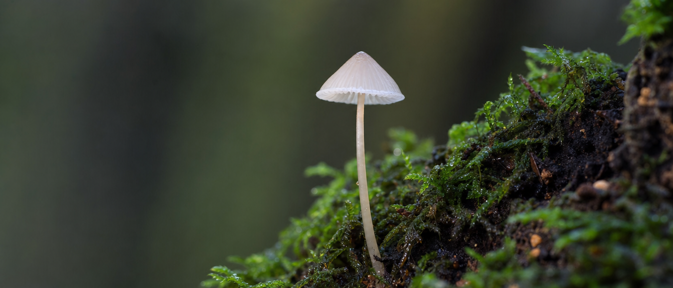 Tiny translucent Mycena bonnet mushrooms on rotting wood