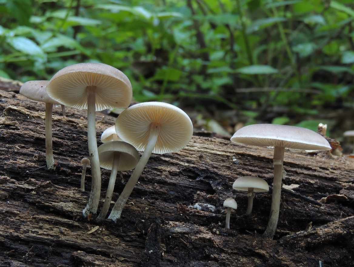 Pluteus mushroom with free pink gills growing on wood