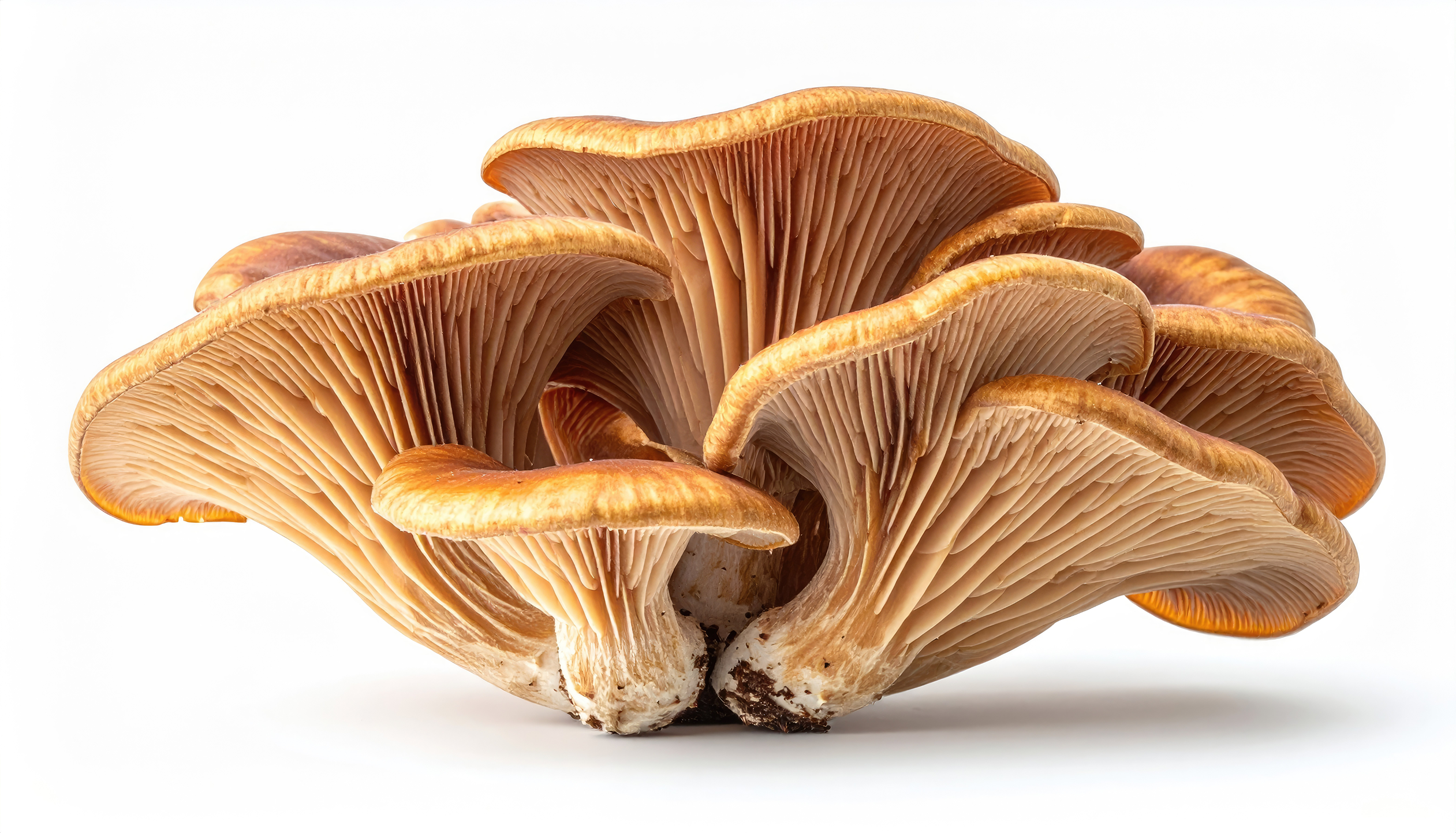 The Fungal Life Cycle: From Spore to Spore — editorial image 1