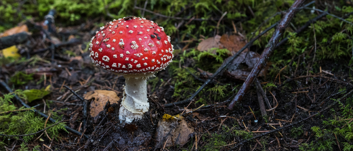 The Banker Who Tried To Identify Flyagaric