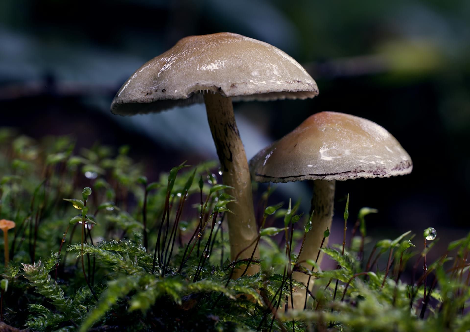 Microdosing Psilocybin: What the Controlled Studies Show — editorial image 1