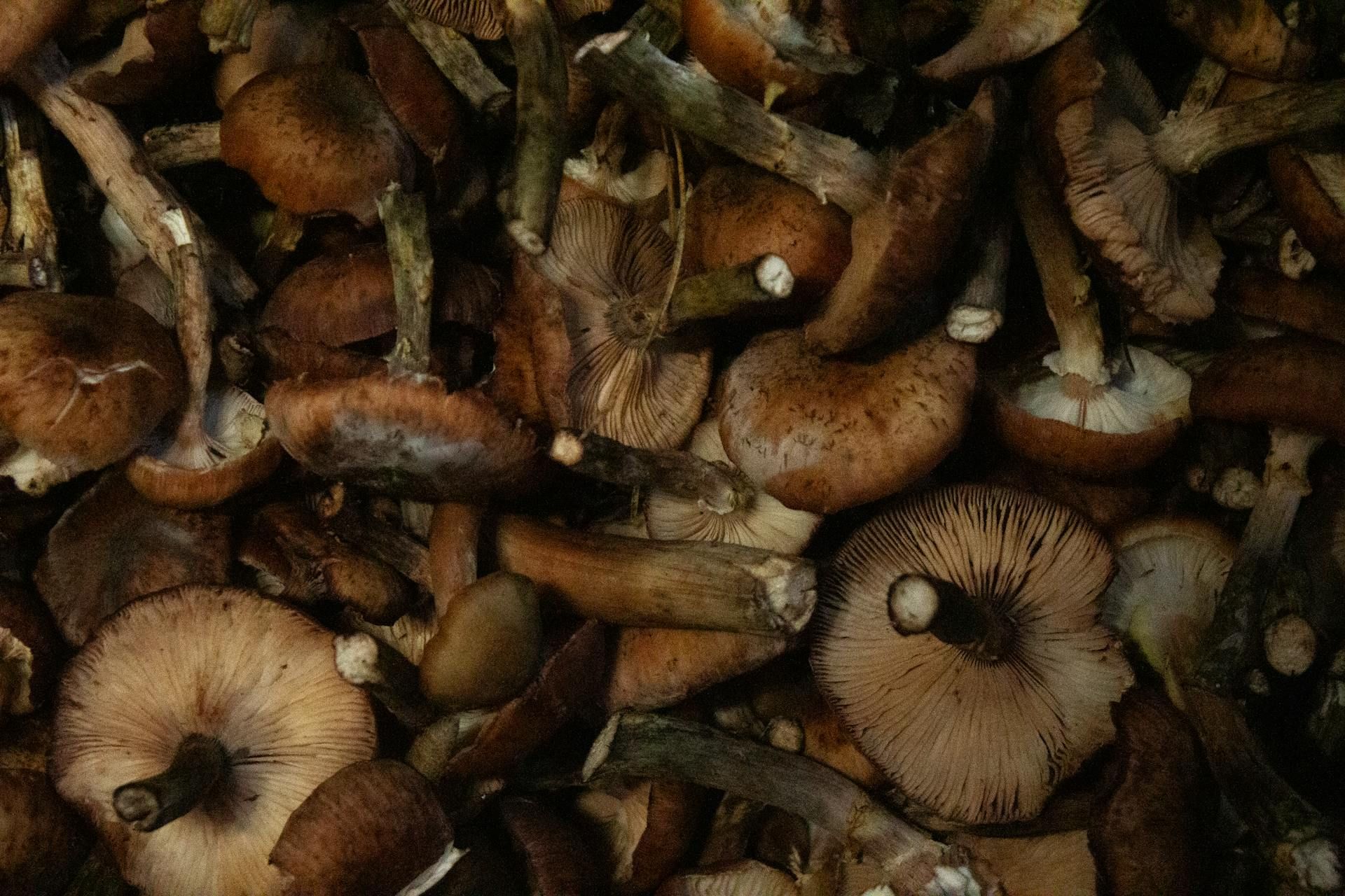 Mushroom Identification Safety: Why Foraging Requires Real Caution