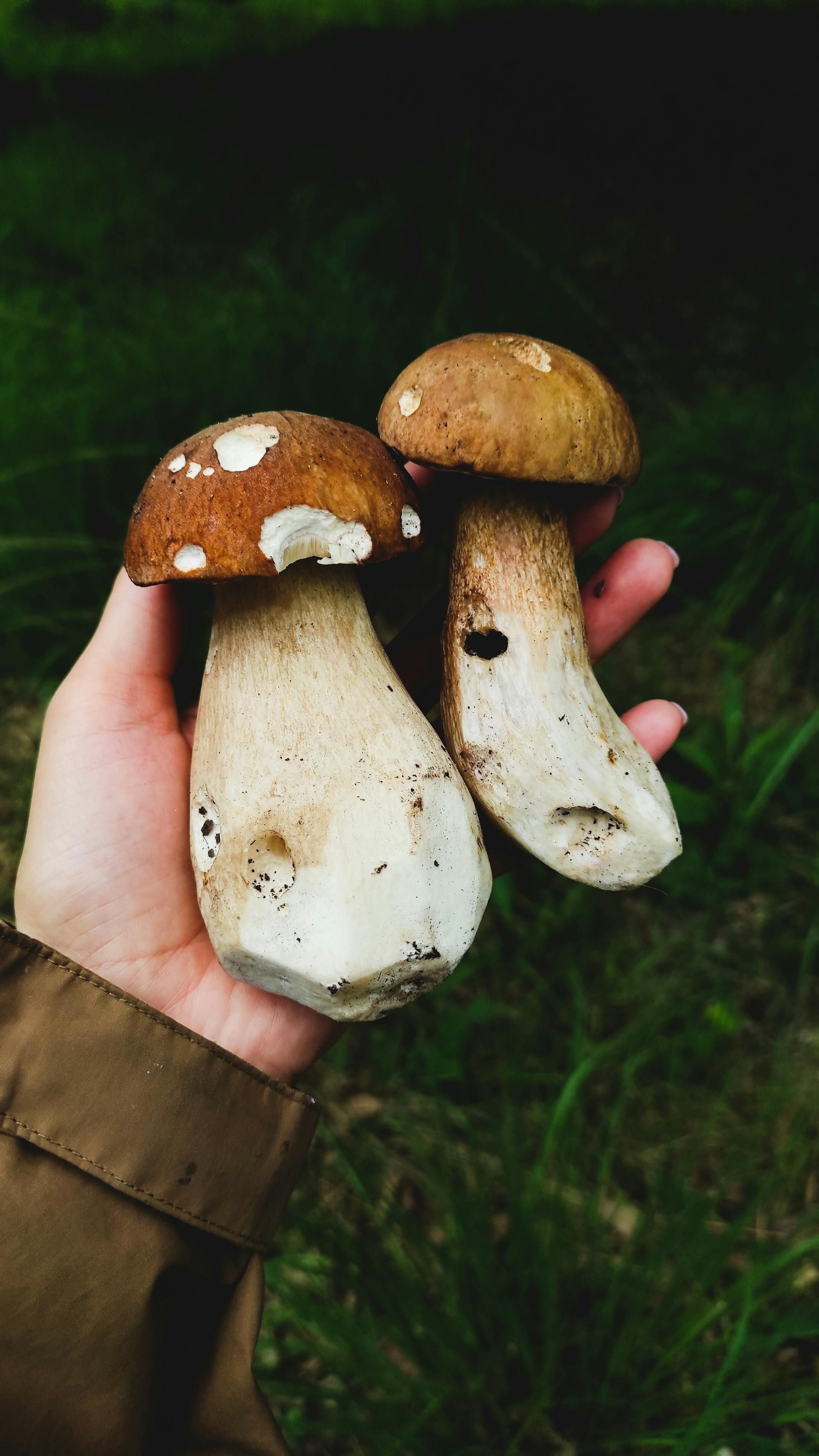 Psilocybin Legal Status Worldwide: A 2026 Snapshot — editorial image 1