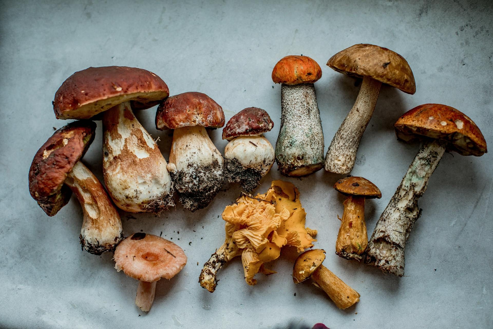 From Tek to Lab: A Brief History of Mushroom Cultivation — editorial image 1