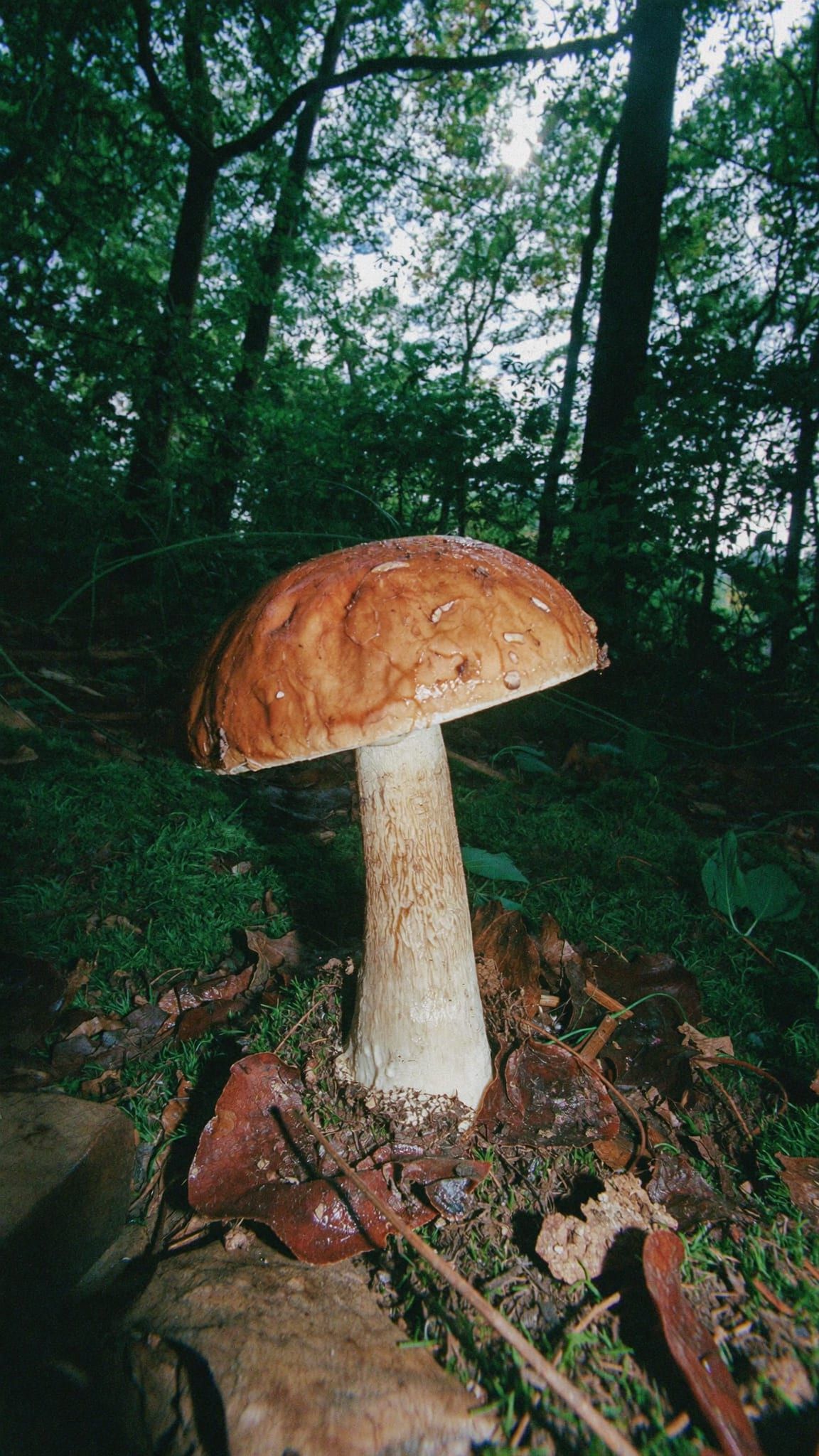 Boletus forest nature magic mushroom institute -