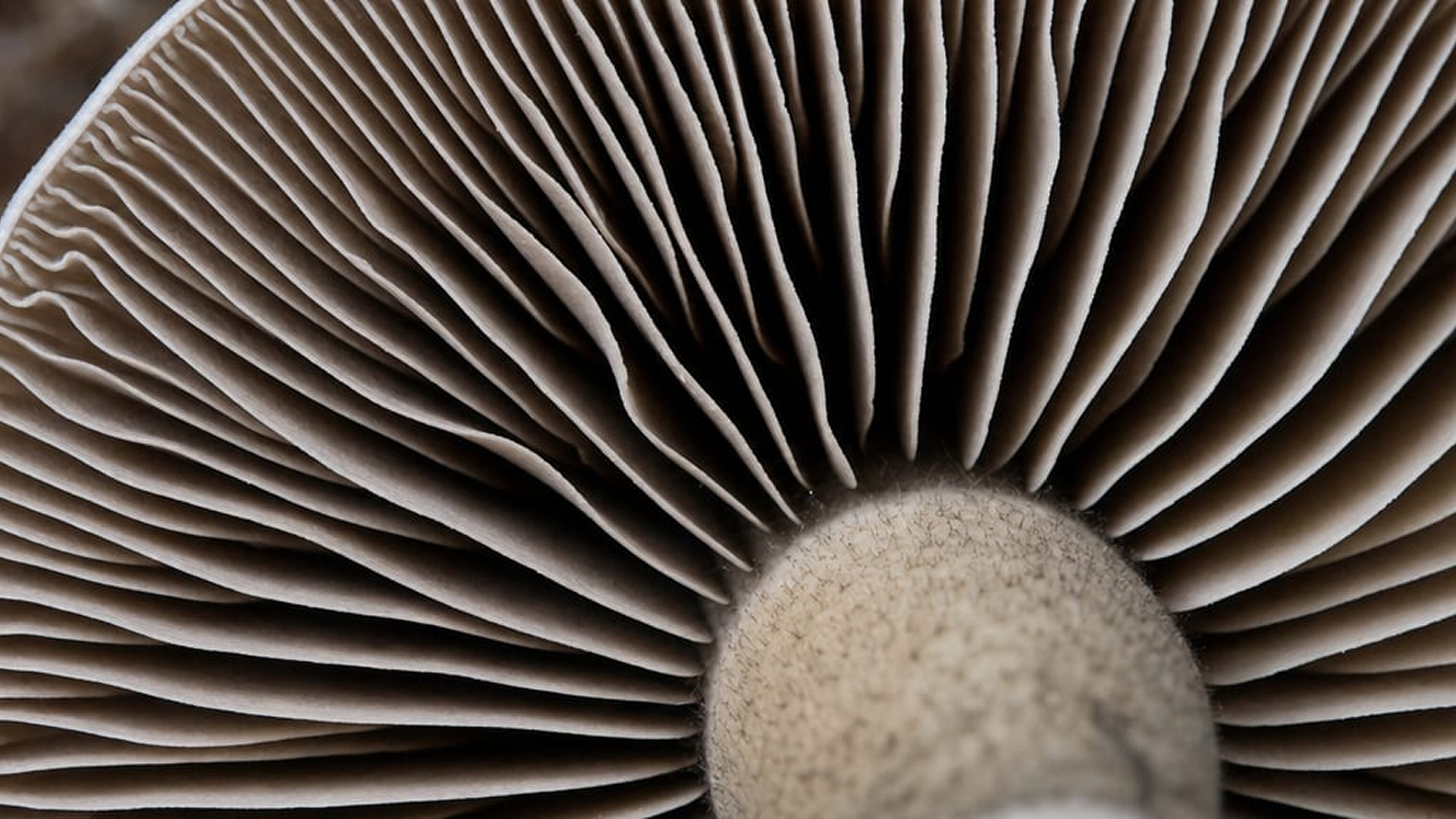 Browngills nature magic mushroom institute -